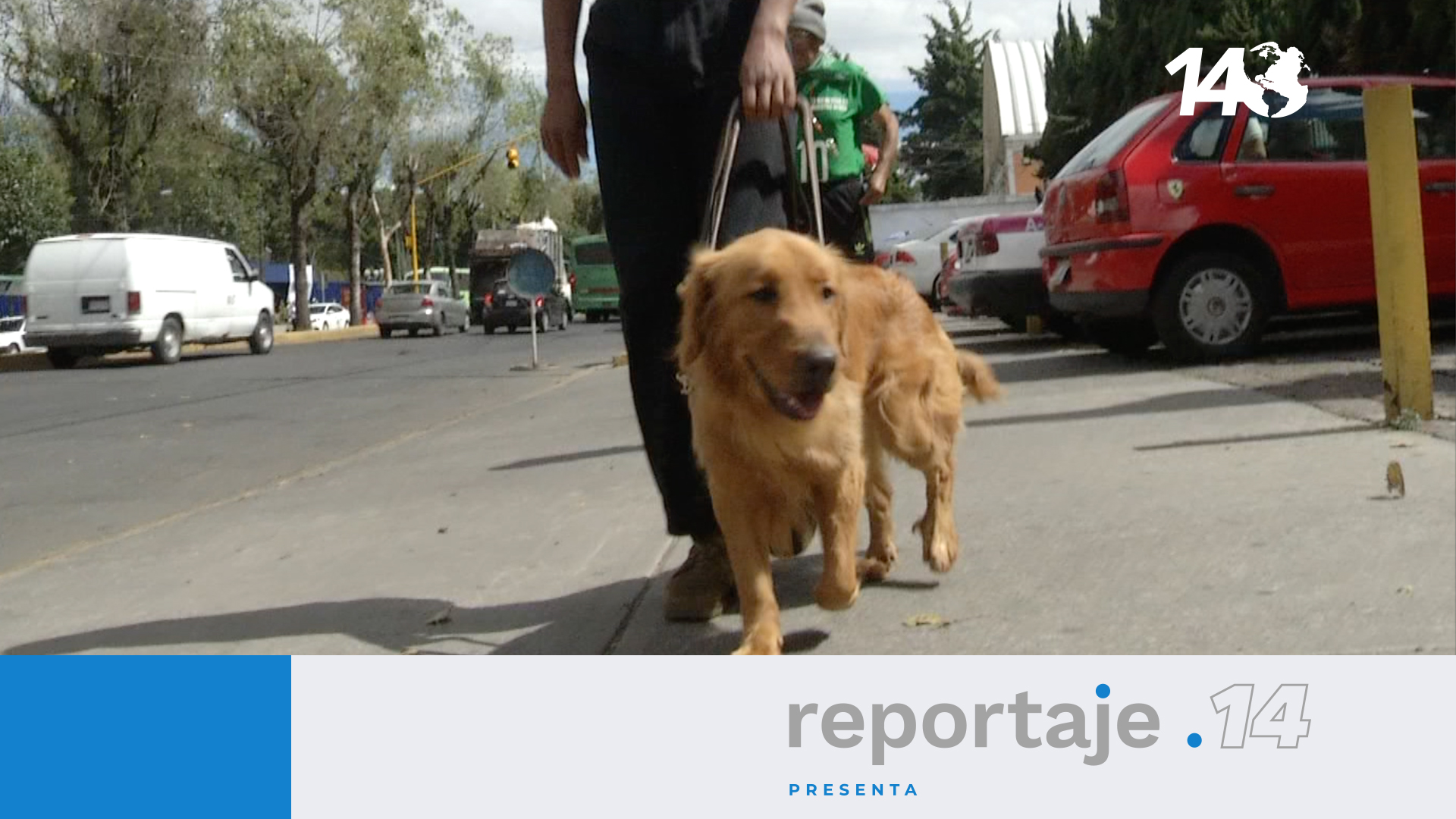 Perros de asistencia