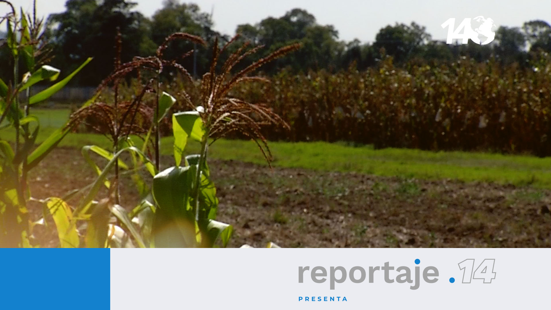 Maíz, soberanía alimentaria